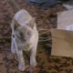 Filename=110_027.jpg
Filesize=21KB
Dimensions=480x352
Date added=Mar 20, 2010 110_027.jpg
